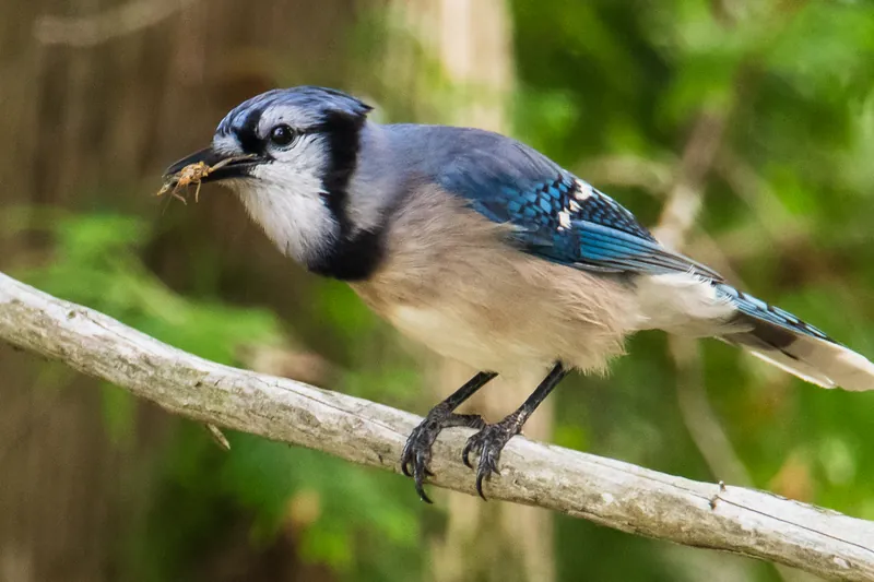 Cricket, blue jay, North Woods. 2019.